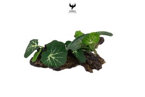 driftwood-terrarium-plant