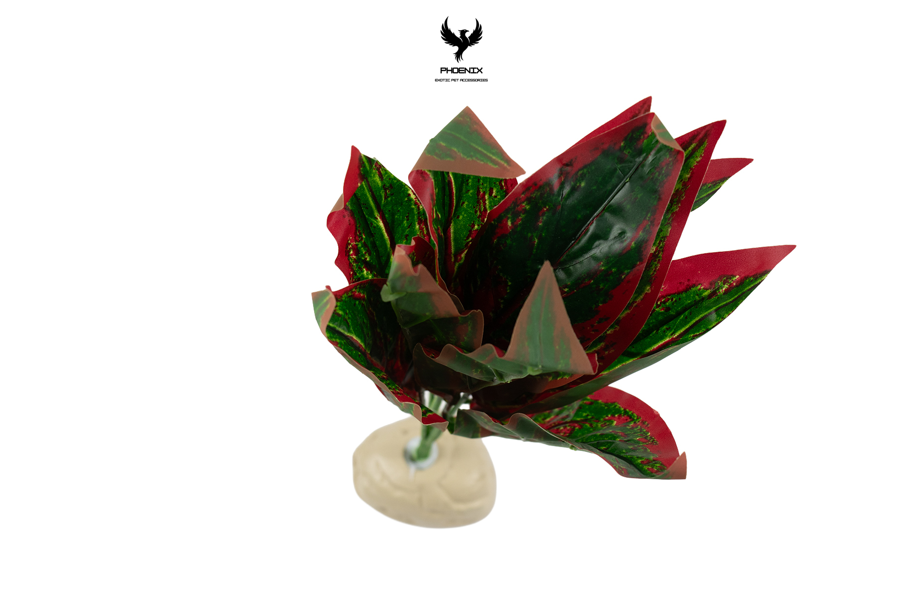 Tropical Dracaena  Plant