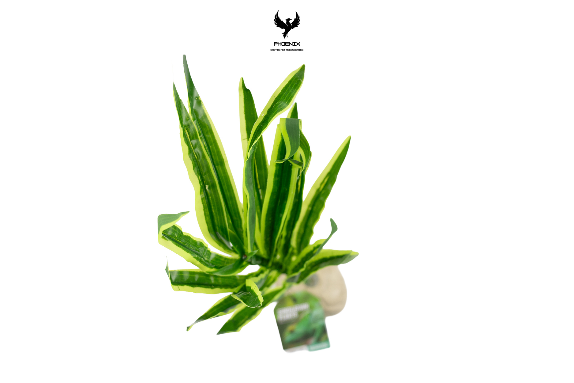 Tropical Vallisneria Plant