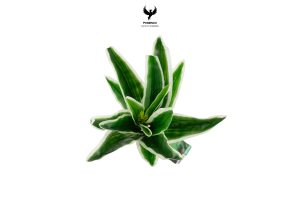 tropical-yucca-plant