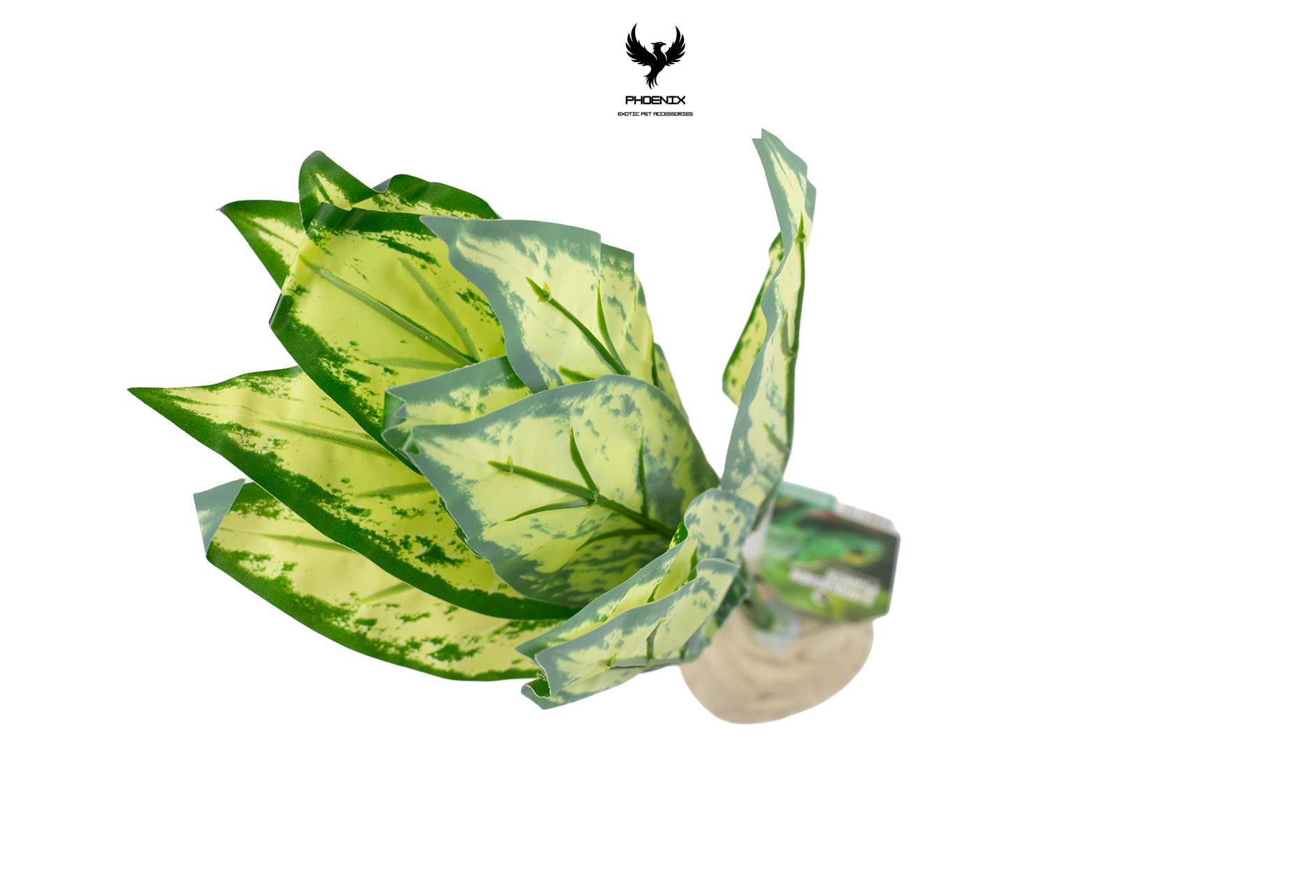 Tropical Variegated Snake Plant