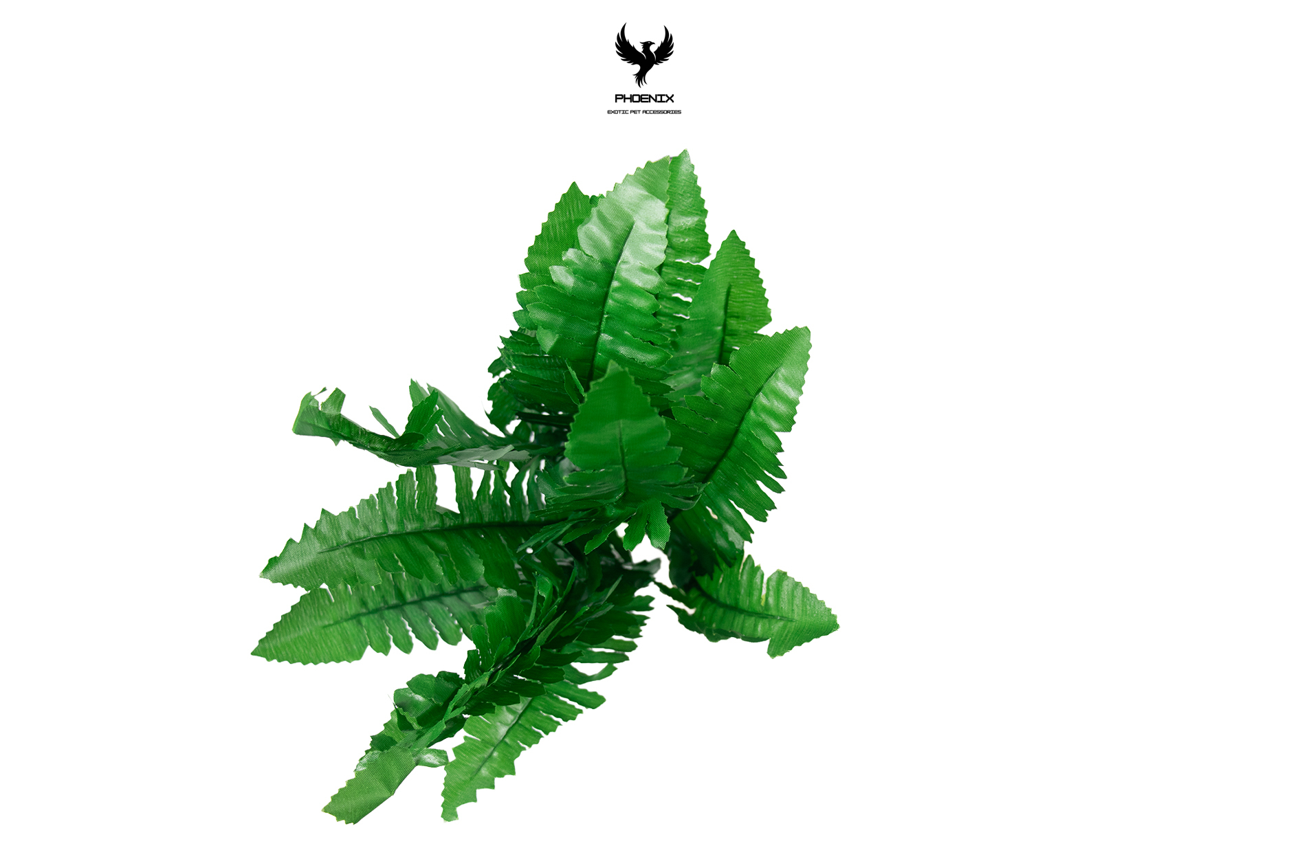 Tropical Boston Fern Plant