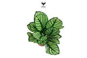 tropical-calathea-ornata-vittata-plant