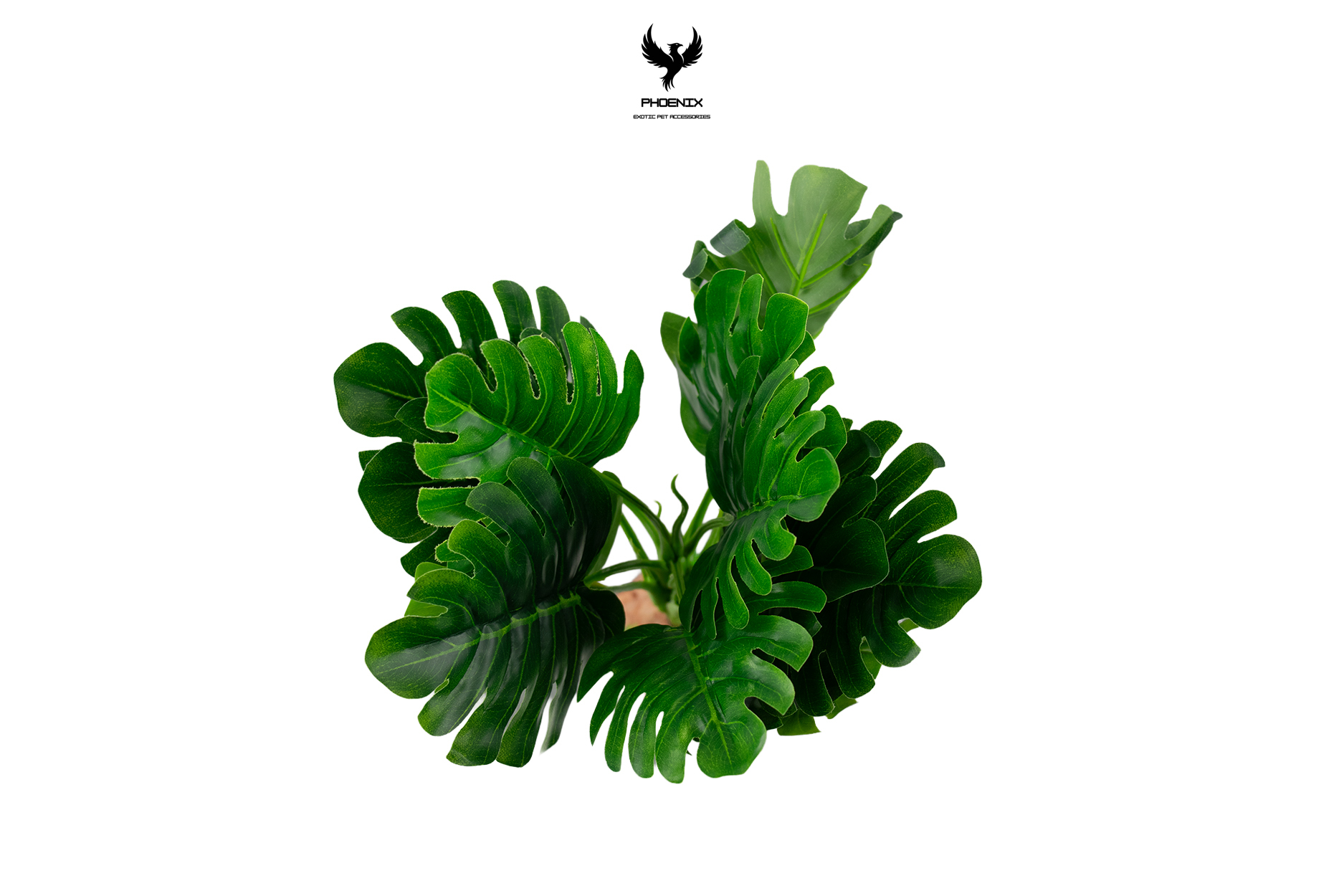 Tropical Monstera Mature Plant
