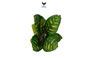 tropical-dieffenbachia-variegated-plant
