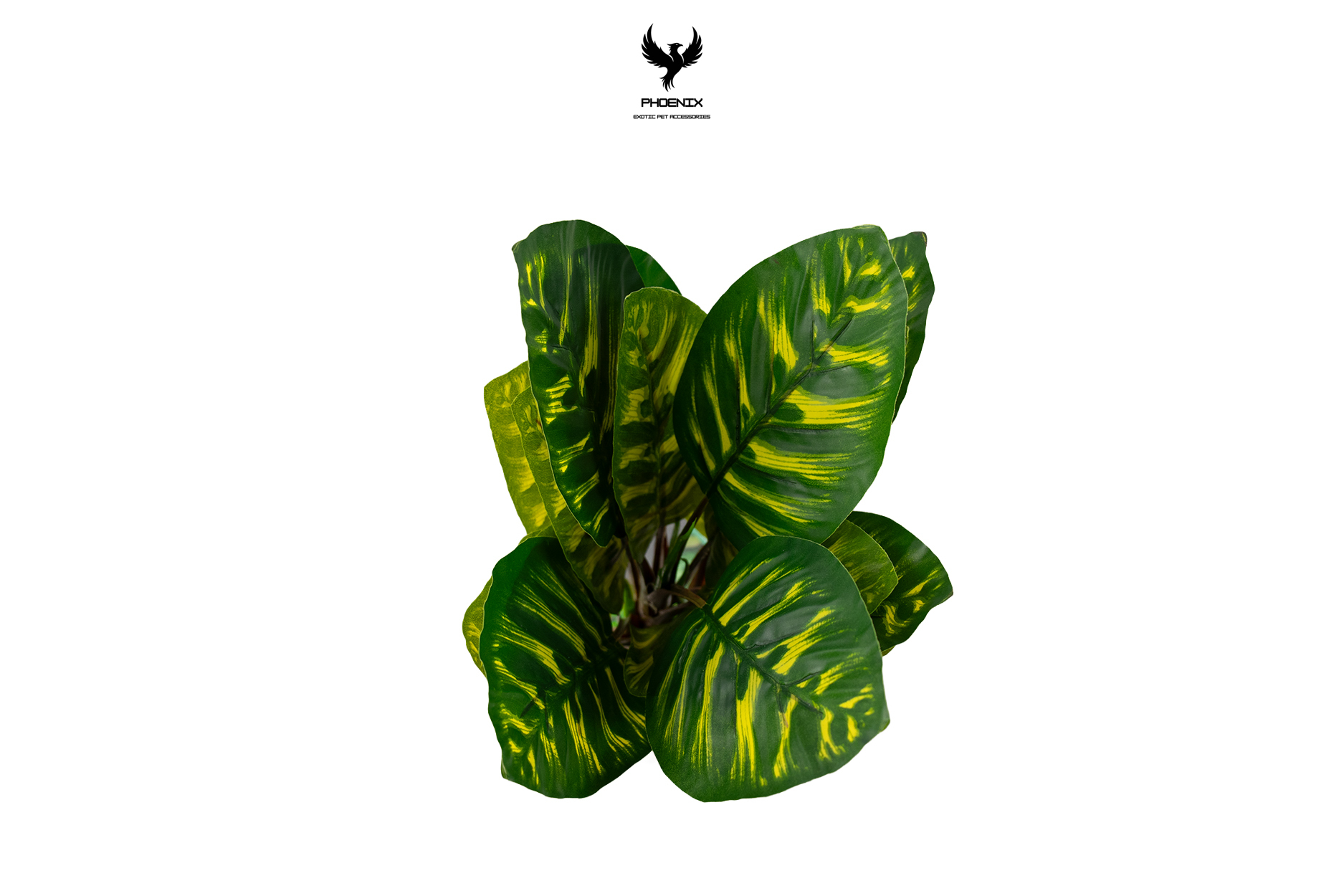 Tropical Dieffenbachia Variegated Plant