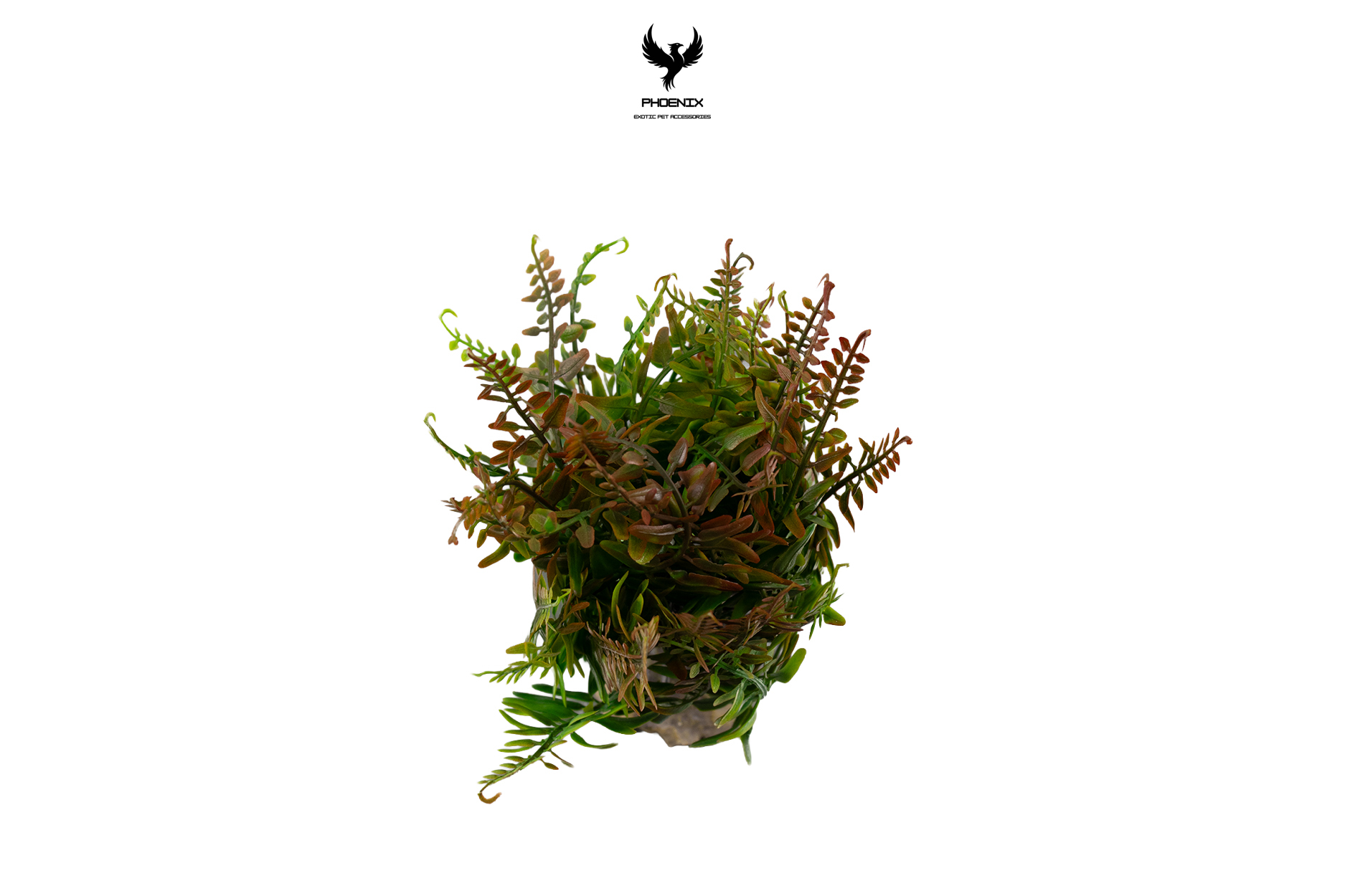 Tropical Autumn Fern Plant