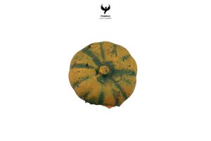 pumpkin-hide-small