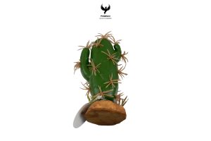 cactus-plants-m