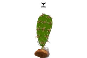 cactus-plants-l