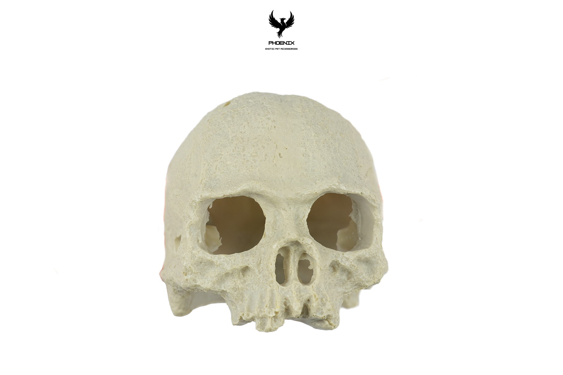 Resin Skull Habitat Décor