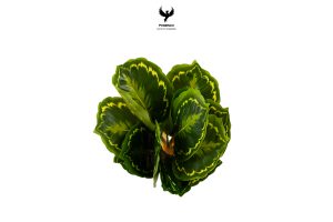 tropical-variegated-calathea-plant