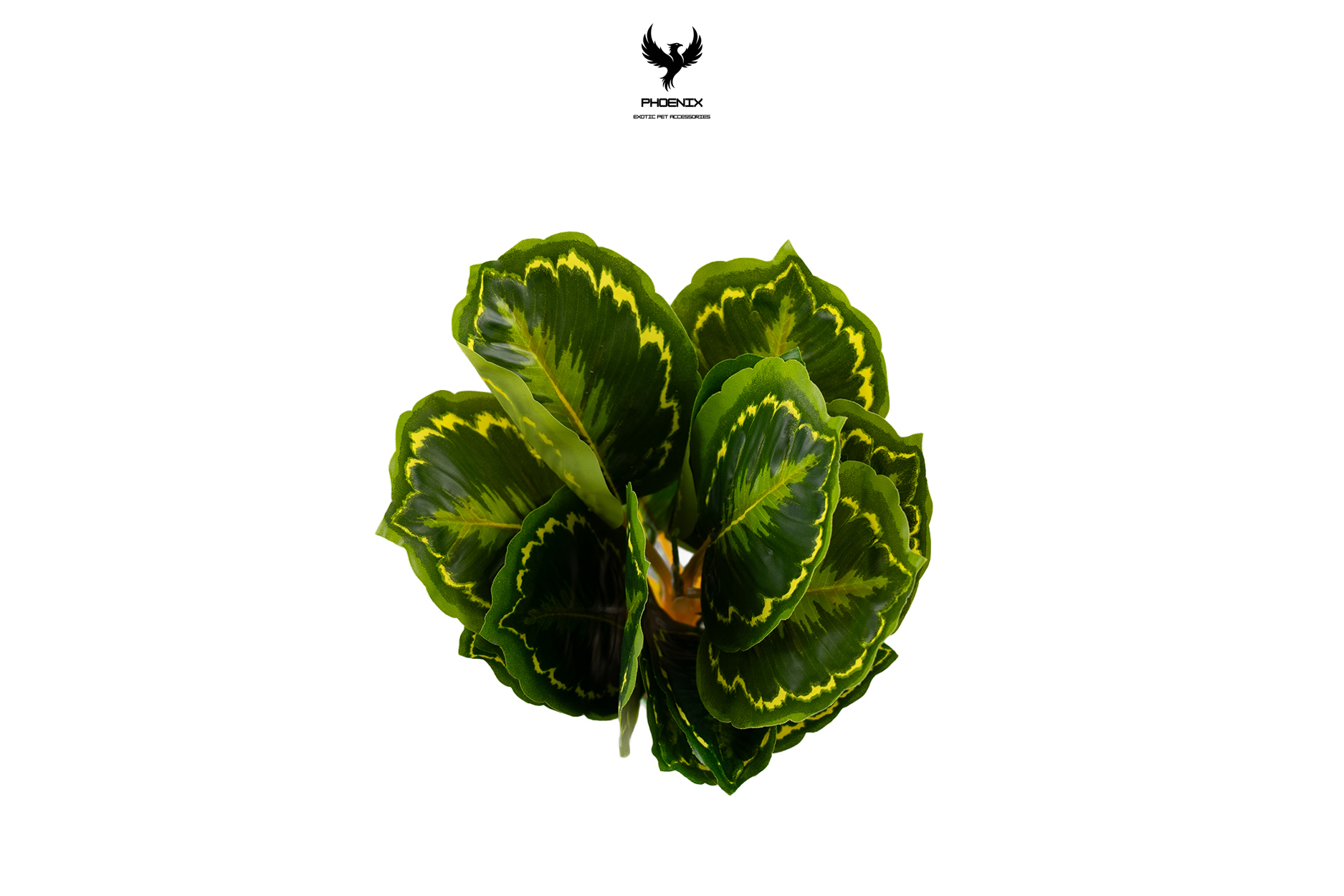 Tropical Variegated Calathea Plant