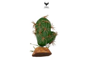 cactus-plants-s